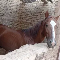 فروش اسب|اسب و تجهیزات اسب‌سواری|حمیدیا, |دیوار