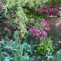 فروش و معاوضه باغ10 ساله، قره چمن(کدیون) بر جاده
