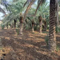 شخم زدن زمین با دستگاه تیلر و امور باغبانی|خدمات باغبانی و درختکاری|آبادان, |دیوار