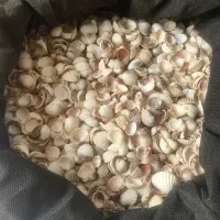 صدف درهم دریای خزر