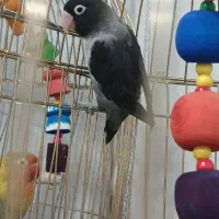 طوطی برزیلی مولد|پرنده|پاکدشت, خاتون آباد|دیوار