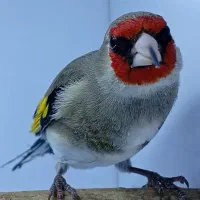 سهره|پرنده|کرمان, |دیوار