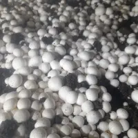 فروش قارچ