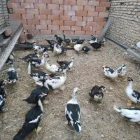 فروش اردک اسرائیلی|حیوانات مزرعه|بندر ترکمن, |دیوار