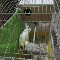 یک جفت عروس هلندی نر و ماده