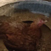 مرغ کپ دورگ لاری