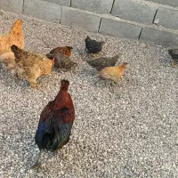 مرغ و خروس محلی