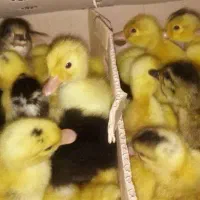 جوجه رنگی ،بومی ،ارک ارسال رایگان|حیوانات مزرعه|اصفهان, پوریای ولی|دیوار