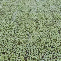 نشای بروکلی|خدمات باغبانی و درختکاری|دزفول, |دیوار