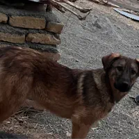 توله پژدر ماده