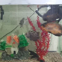 اکواریوم|ماهی|ایلام, |دیوار