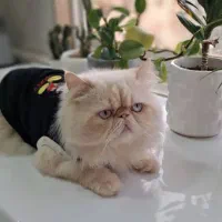 پرشین|گربه|بندر انزلی, پردیس|دیوار