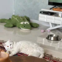 پرشین DSH|گربه|بوشهر, |دیوار