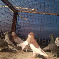 دسته کفتری|پرنده|شیراز, سهلآباد|دیوار