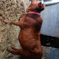 گاو گوشتی|حیوانات مزرعه|آق قلا, |دیوار