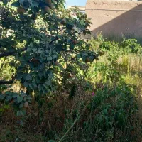 خونه‌باغ‌ویلایی|فروش خانه و ویلا|دشتابی, |دیوار