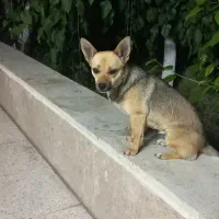 سگ بامزه و باهوش
