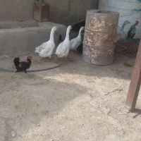 غاز محلی