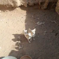 سگ خونگی تربیت شده|سگ|اسفرورین, |دیوار