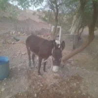 فروش دوعددالاغ