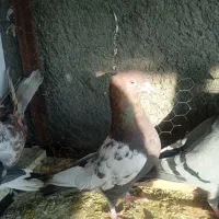 کفتر|پرنده|تربت جام, شاهد|دیوار