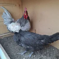 مرغ وخروس محلی|حیوانات مزرعه|تهران, جوادیه|دیوار