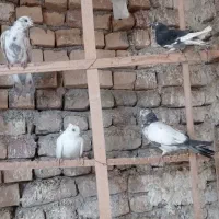 کبوترفروشی|پرنده|کاشان, دشت لتحر|دیوار