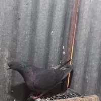 گرفتنی|پرنده|قم, زنبیل آباد|دیوار