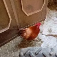 خروس پاپر نژاد برهما چاق سنگین وزن|حیوانات مزرعه|محمدیه-قزوین, |دیوار