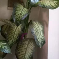 گل دیفن باخیا|گل و گیاه طبیعی|زنجان, |دیوار