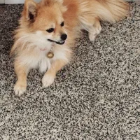 سگ پامر|سگ|دزفول, |دیوار