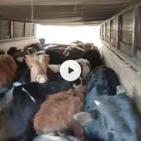 فروش ویژه گوساله نر لاغر