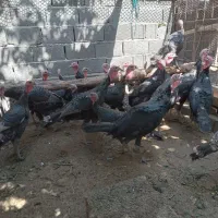 بوقلمون نرو ماده