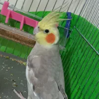 عروس هلندی نر سخنگو