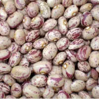 لوبیا چیتی تازه