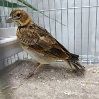 سهره خاکی جوجه امساله