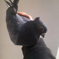 کفتر معاوضه با قلیان