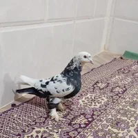 فروش دو عدد کبوتر ضمانت شده|پرنده|بافت, |دیوار