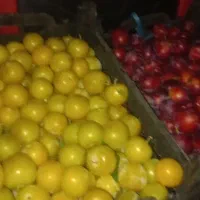 سرویس رفت و برگشت سیب چینی ب همراه کار