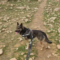 سگ گمشده|حیوانات|دوگنبدان, |دیوار