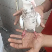 طوقی|پرنده|دهدشت, |دیوار