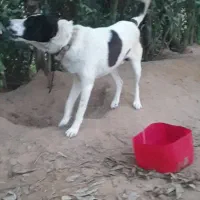 سگ سرابی|سگ|اهواز, شهرک پیام|دیوار