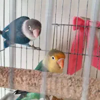 جفت کوتوله برزیلی با قفس