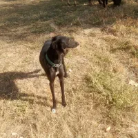 تازی سالوکی|سگ|دیواندره, |دیوار