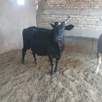 گاو ماده