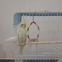 عروس هلندی ماده