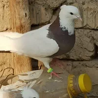 طوقی پالخت و پاپر سلطنتی|پرنده|پیر بکران, |دیوار