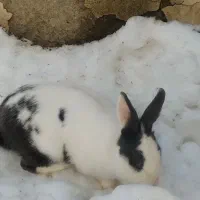 خرگوش|موش و خرگوش|مریوان, |دیوار