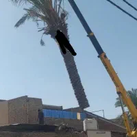 قطع نخل رایگان بریدن نخل هرس نخل سمپاشی نخل درخت