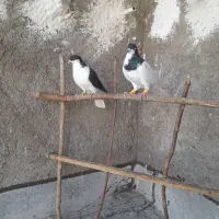 کبوتر شصتی وچپ|پرنده|اقبالیه, |دیوار